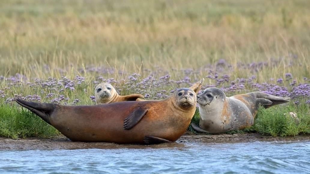 Seals at Harwich