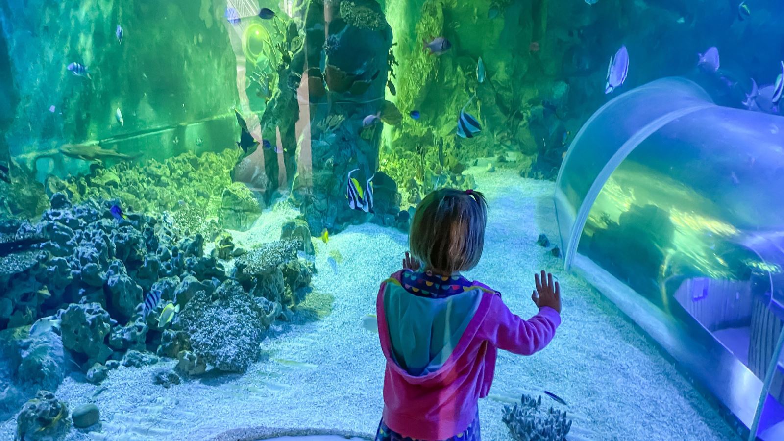 Little girl looking at fish in an aquarium at Sealife Adventure in Southend, Essex